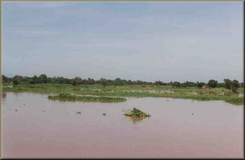 Herbiers sur le lac
