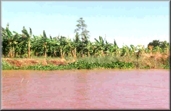 Plantations de bananiers sur une île du fleuve