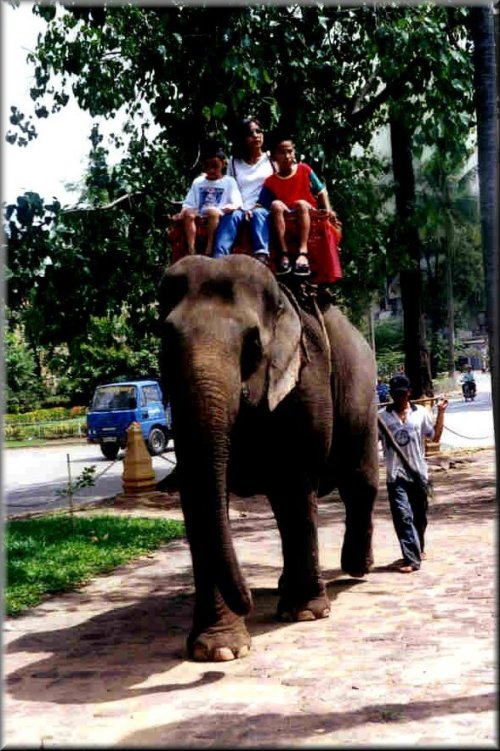 L 'éléphant du Wat Phnom  une attraction locale célèbre